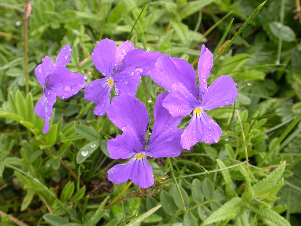 RARI ENDEMISMI LOMBARDI